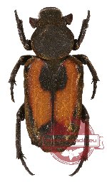 Clinterocera jucunda (A2)