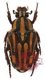 Ixorida (Mecinonota) venerea ssp. apelles (10 pcs)