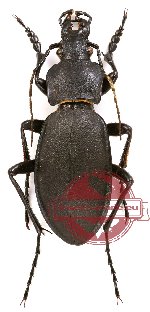 Carabus (Megodontus) violaceus violaceus