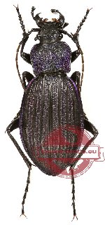 Carabus (Megodontus) exaratus (10 pairs)