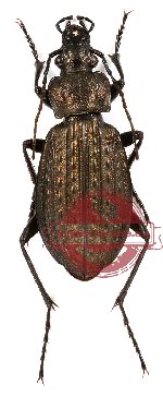 Carabus granulatus crimensis