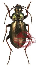 Carabus obscurior