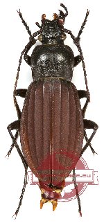 Carabus (Aulonocarabus) praedo