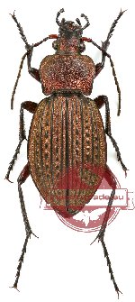 Carabus (Tachypus) cancellatus graniger