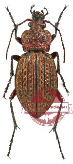 Carabus (Tachypus) cancellatus graniger (A-)