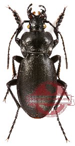 Carabus (Trachycarabus) mandibularis buchtarmensis