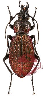 Carabus (Sphodristocarabus) armeniacus f. korbianus Ganglbauer, 1887