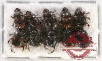 Scientific lot no. 660 Coprophaga (10 pcs)