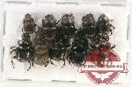 Scientific lot no. 658 Coprophaga (10 pcs)