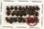 Scientific lot no. 659A Coprophaga (25 pcs)