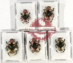 Scientific lot no. 654 Coprophaga (5 pcs)