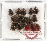 Scientific lot no. 655 Coprophaga (15 pcs)