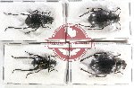 Scientific lot no. 349 Tenebrionidae (4 pcs A, A-, A2)