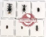 Scientific lot no. 351 Tenebrionidae (6 pcs A, A-, A2)