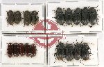 Scientific lot no. 352 Tenebrionidae (18 pcs)