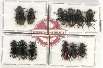 Scientific lot no. 353 Tenebrionidae (12 pcs)