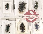 Scientific lot no. 360 Tenebrionidae (6 pcs)