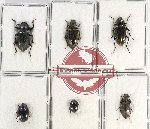 Scientific lot no. 356 Tenebrionidae (6 pcs)