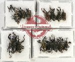 Scientific lot no. 684 Curculionidae (14 pcs A, A-, A2)