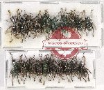 Scientific lot no. 683 Curculionidae (20 pcs A-, A2)