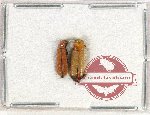 Scientific lot no. 119 Cleridae (2 pcs)