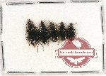 Scientific lot no. 572 Carabidae (5 pcs)