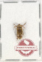 Scientific lot no. 7 Rhipiphoridae (1 pc A2)