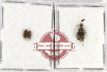 Scientific lot no. 8 Rhipiphoridae (3 pcs - 1 pc A2)