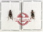 Scientific lot no. 6 Rhipiphoridae (2 pcs)