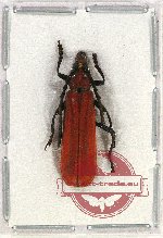 Erythrus sp. 10AB (A2)