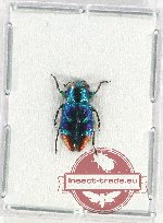 Chrysobothris sp. 15