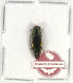 Agrilus sp. 68