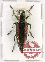 Iridotaenia sp. 10