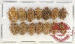 Scientific lot no. 991 Heteroptera (14 pcs A)