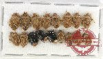 Scientific lot no. 992 Heteroptera (17 pcs A2)