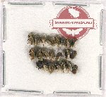 Scientific lot no. 25 Membracinae (22 pcs)