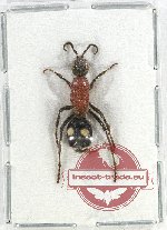 Mutilidae sp. 23