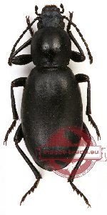 Tenebrionidae sp. 40A (5 pcs)