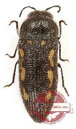 Acmaeodera guillebeaui (10 pcs)