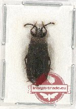 Scientific lot no. 1003 Heteroptera (1 pc)