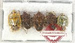 Scientific lot no. 1002 Heteroptera (5 pcs A2)