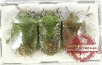 Scientific lot no. 994 Heteroptera (3 pcs A2)