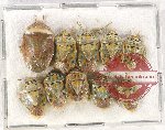 Scientific lot no. 1000 Heteroptera (10 pcs A, A-, A2)