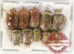 Scientific lot no. 996 Heteroptera (10 pcs A, A-, A2)
