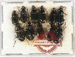 Scientific lot no. 567 Carabidae (11 pcs)