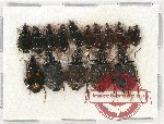 Scientific lot no. 573 Carabidae (16 pcs)