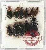 Scientific lot no. 566 Carabidae (11 pcs A2)