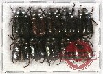 Scientific lot no. 264 Rutelinae (10 pcs)