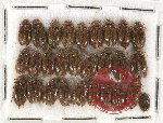 Ptylodactilidae Scientific lot no. 7 (27 pcs)