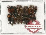 Scientific lot no. 143 Elateridae (20 pcs)